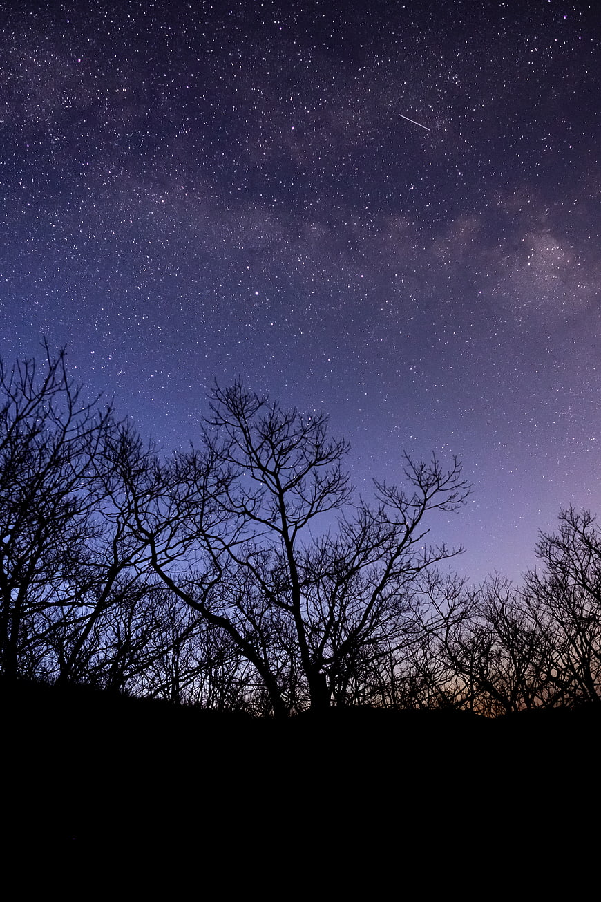 Starry Night Sky with Milky Way and Tree Silhouettes