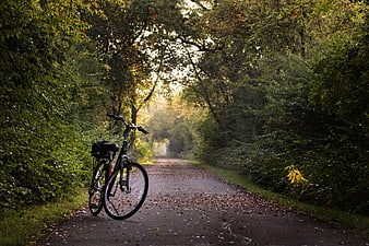 Bicycle on a misty autumn forest path