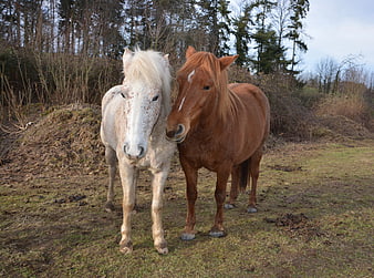 Two ponies standing together in a grassy field