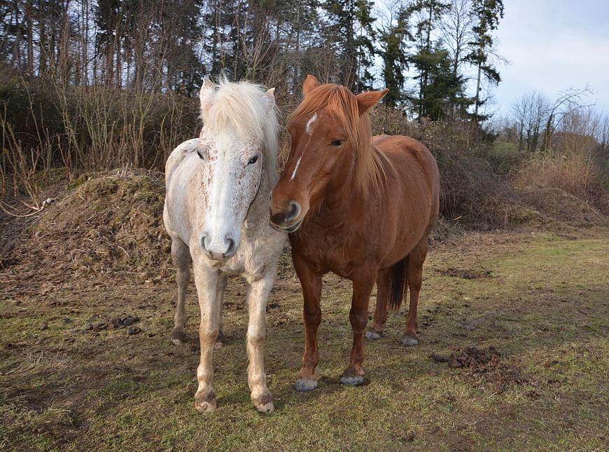 Two ponies standing together in a grassy field