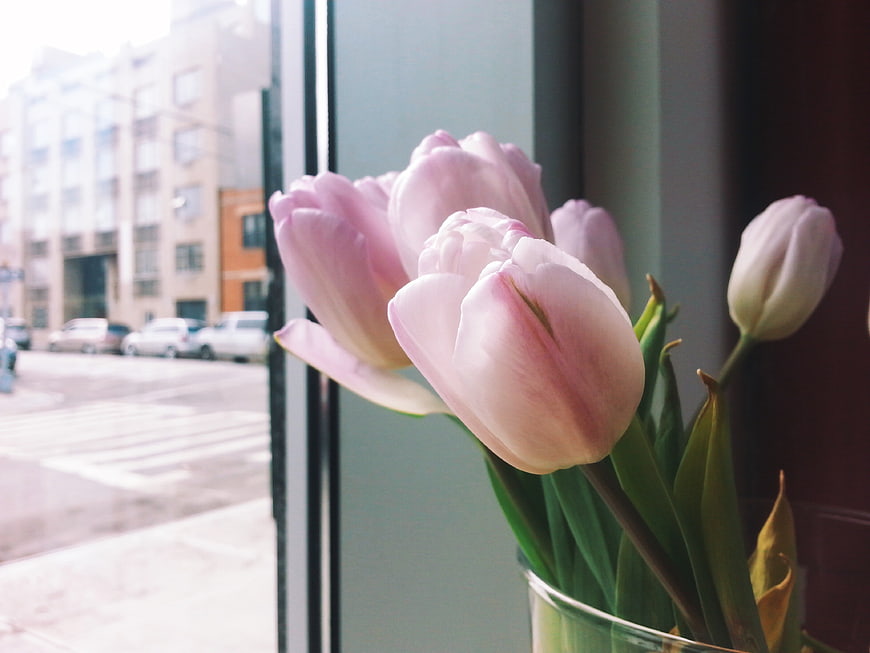 Pink Tulips in Glass Vase by Window
