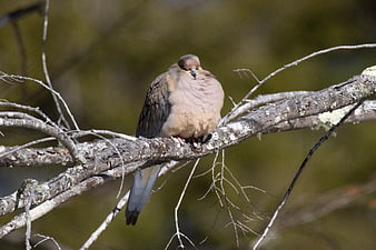 Mourning Dove Perched on Lichen-Covered Tree Branch