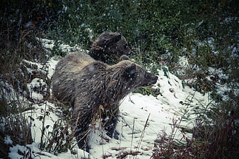 Brown Bear and Cub in Snowy Forest