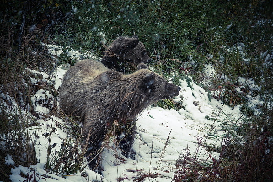 Brown Bear and Cub in Snowy Forest