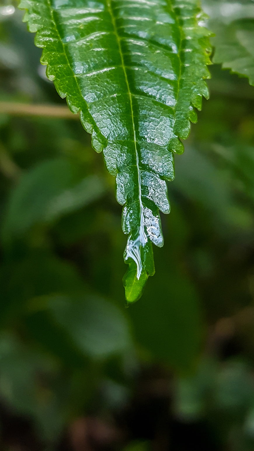 Close-up of a wet green leaf with water droplets