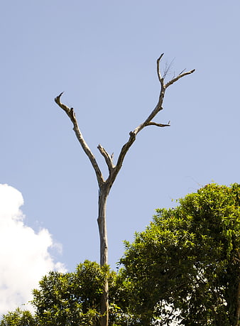 Dead Tree Silhouette Against Blue Sky and Green Foliage