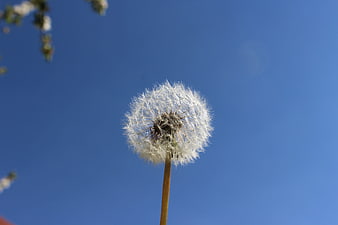 White Dandelion Seed Head Against Blue Sky