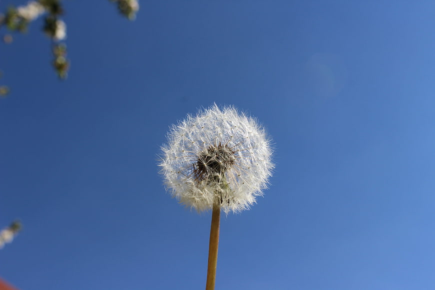 White Dandelion Seed Head Against Blue Sky