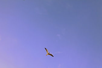 Seagull Soaring in Blue Sky
