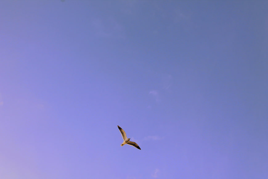 Seagull Soaring in Blue Sky