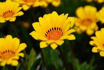 Close-up of vibrant yellow gazania flower in sunlight