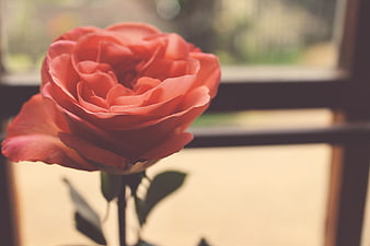 Soft Focus Coral Rose in Front of Window