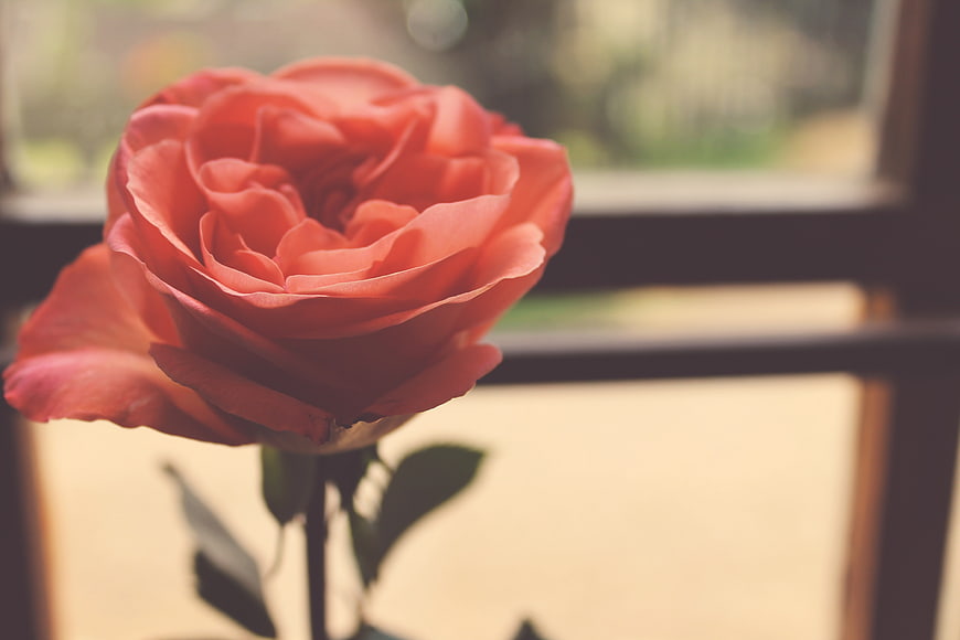 Soft Focus Coral Rose in Front of Window