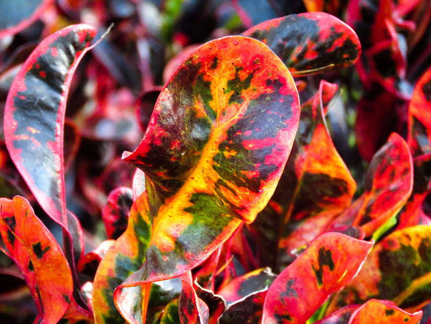 Vibrant Croton Leaves Close-Up with Red, Orange, and Green Patterns