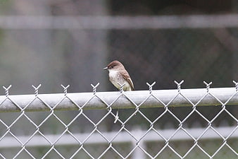 Small brown bird perched on chain link fence