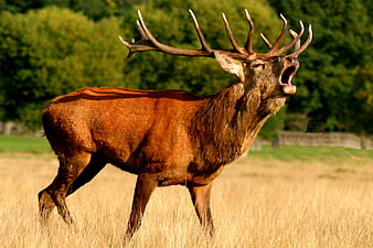 Majestic Red Stag Bellowing in Golden Field