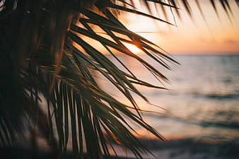 Palm Leaves Silhouette Against Golden Ocean Sunset