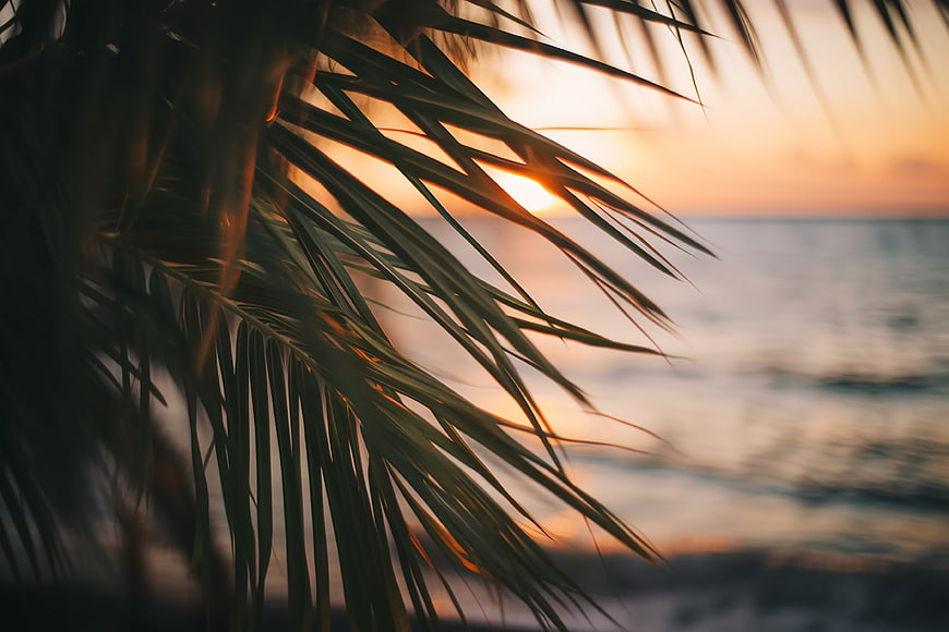 Palm Leaves Silhouette Against Golden Ocean Sunset