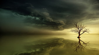 Solitary Bare Tree in Stormy Water with Dramatic Clouds