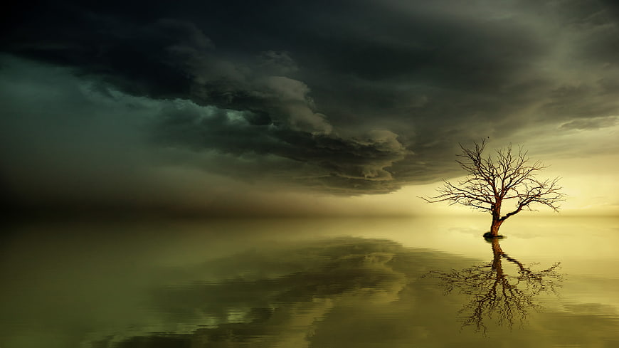 Solitary Bare Tree in Stormy Water with Dramatic Clouds