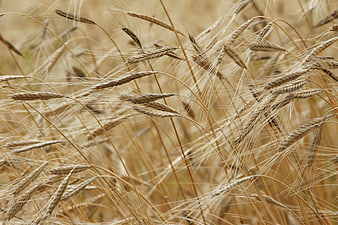 Close-up of golden wheat ears in a field