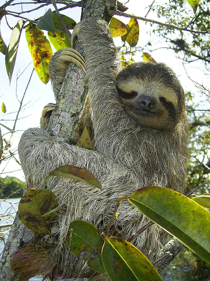 Close-up of a Three-Toed Sloth Clinging to a Tree Branch