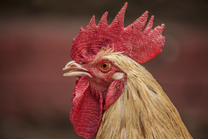 Close-up portrait of a rooster with red comb and wattle
