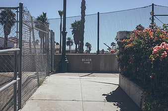Concrete path to beach with flowers and palm trees
