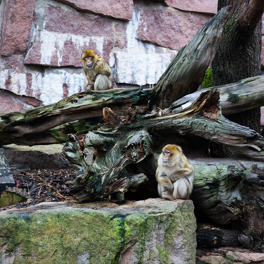 Two Barbary Macaques Resting on Logs and Rocks