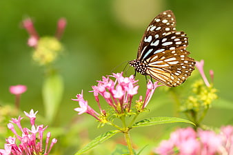 Blue Tiger Butterfly on Pink Flowers in Nature