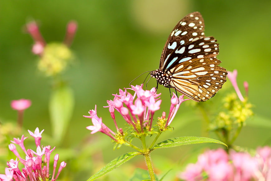 Blue Tiger Butterfly on Pink Flowers in Nature