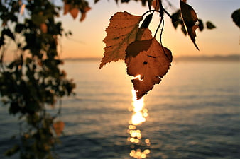 Autumn Leaves Silhouette Against Golden Sunset Lake Reflection