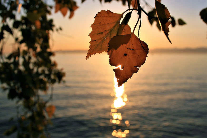 Autumn Leaves Silhouette Against Golden Sunset Lake Reflection