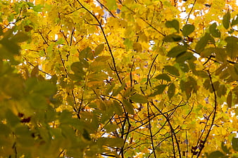 Golden autumn leaves backlit by sunlight in a forest canopy