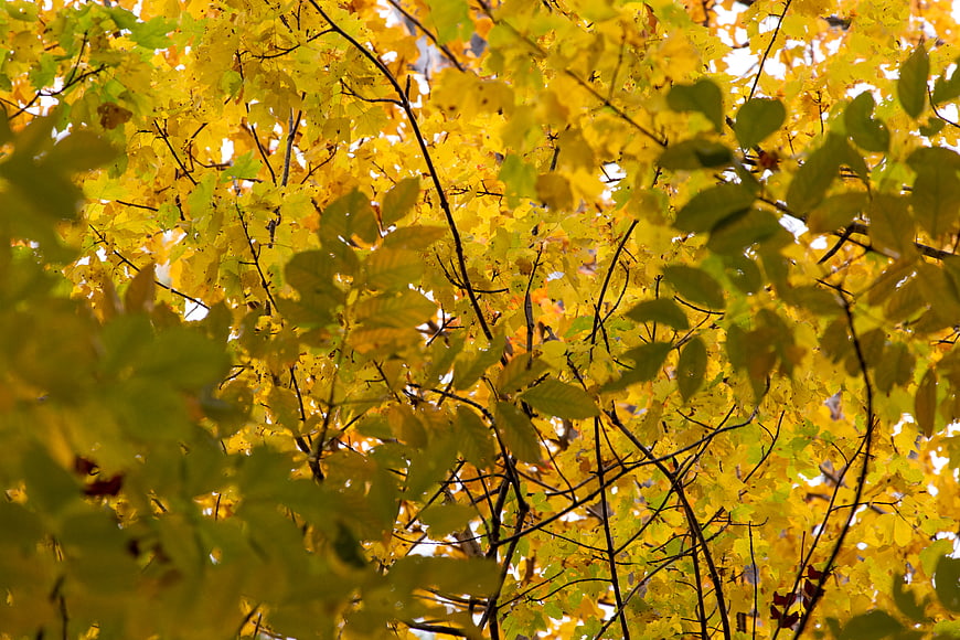 Golden autumn leaves backlit by sunlight in a forest canopy