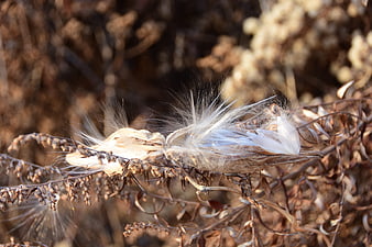 Close-up of dried milkweed pod with fluffy white seeds