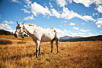 White Spotted Horse in Golden Autumn Meadow