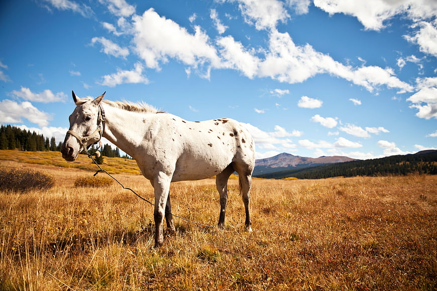 White Spotted Horse in Golden Autumn Meadow
