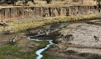 Herd of Zebras Drinking at a River in African Savanna
