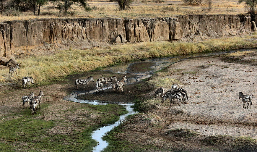 Herd of Zebras Drinking at a River in African Savanna
