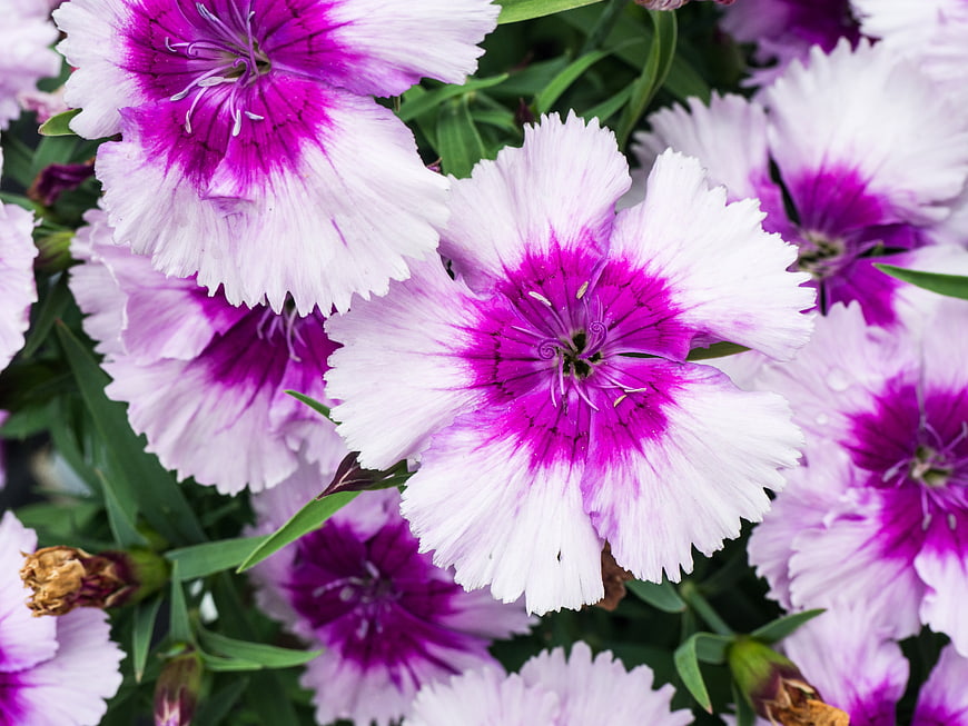Close-up of vibrant purple and white dianthus flowers