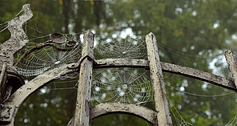 Antique Wrought Iron Gate Covered In Dewy Spider Webs