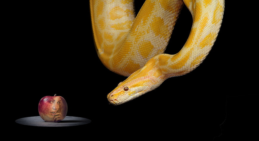 Yellow python snake and apple with face on black background