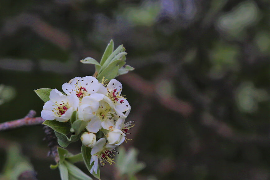 Close-up of white spring blossoms on a tree branch