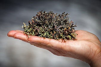 Hand holding green and brown lichen against blurred background