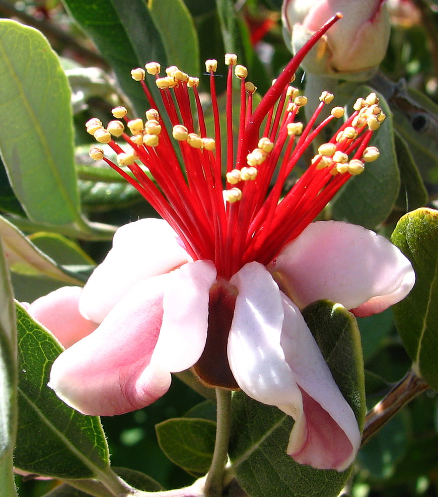 Close-up of Pink Flower with Vibrant Red Stamens