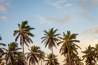 Tropical Palm Trees Against Blue Sky with Clouds