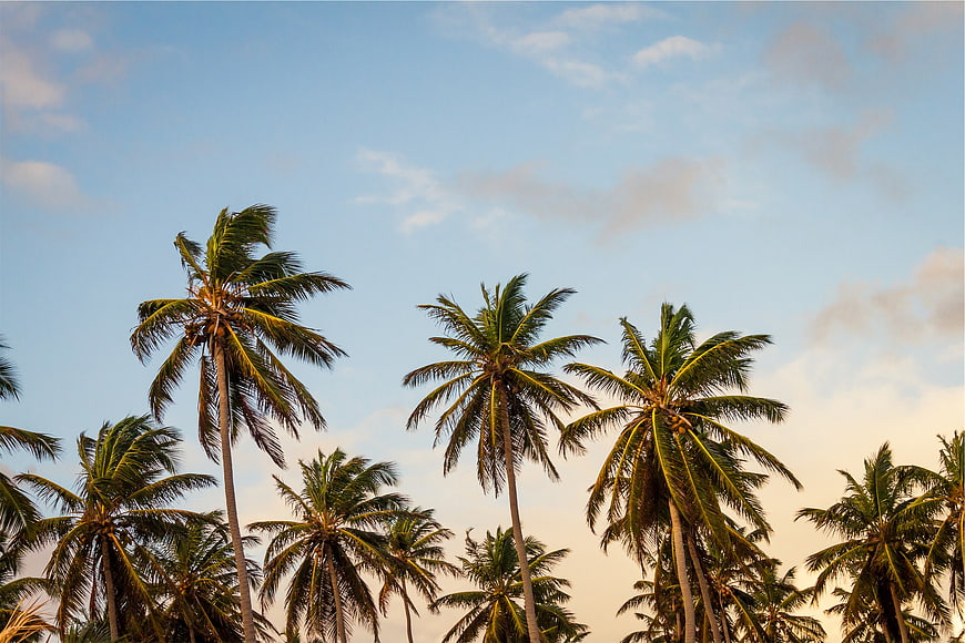 Tropical Palm Trees Against Blue Sky with Clouds