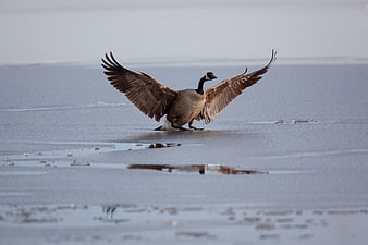 Canada Goose Spreading Wings on Frozen Lake