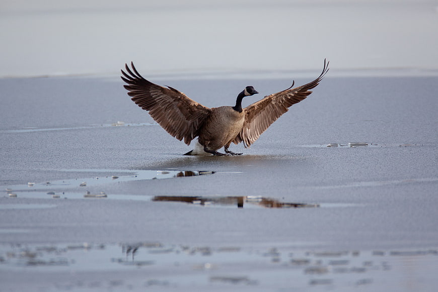 Canada Goose Spreading Wings on Frozen Lake